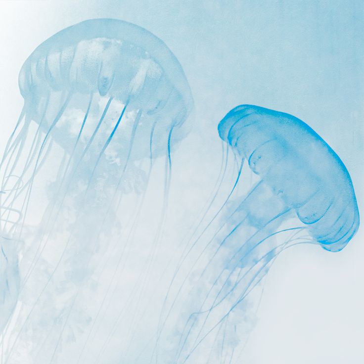 two blue jellyfish swimming in the water