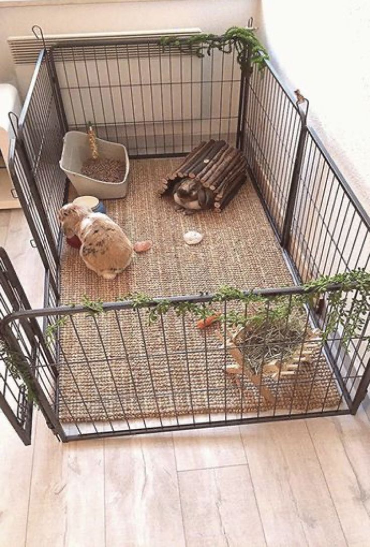 a caged in area with two animals inside it and some plants on the floor