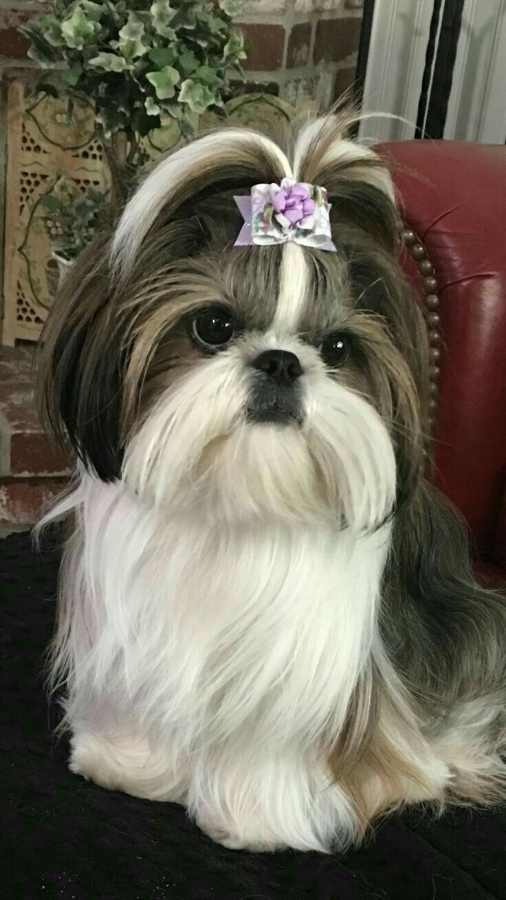 a small dog sitting on top of a red chair next to a table with a flower in it's hair