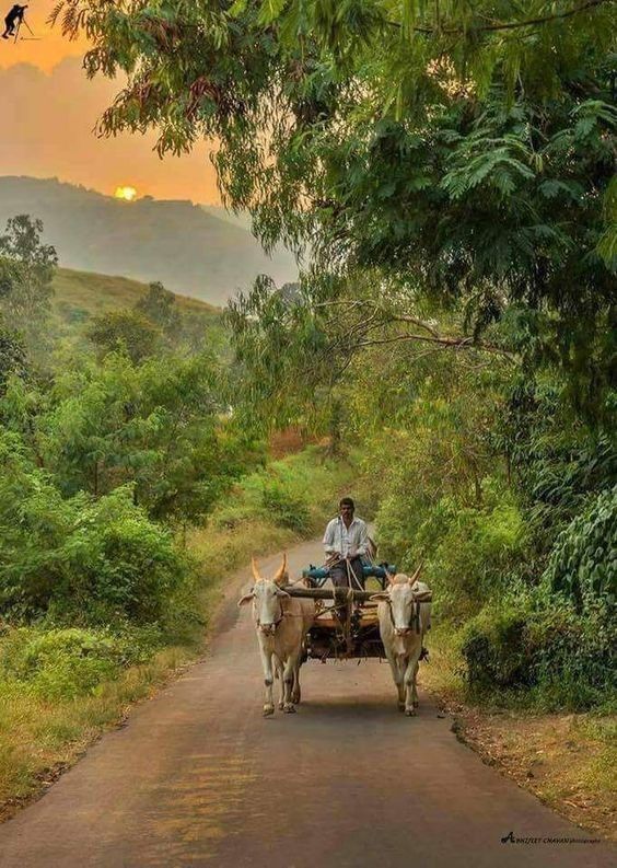 a man riding on the back of a horse drawn carriage down a dirt road next to lush green trees