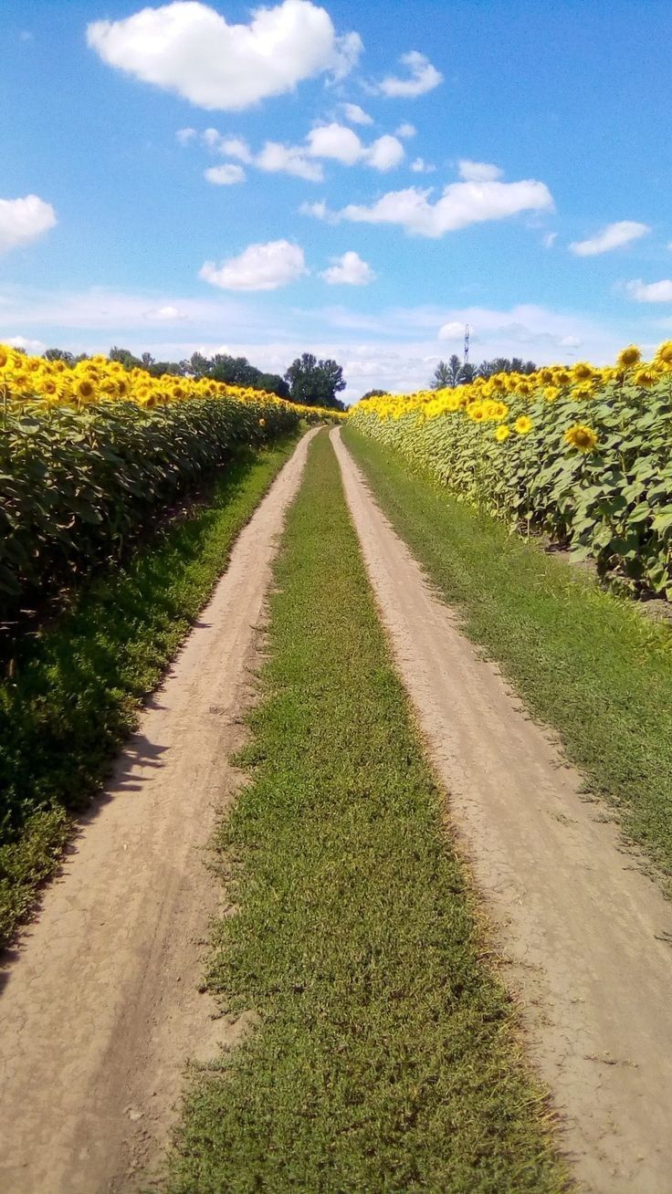 the sunflowers are blooming all over the field and on the side of the road