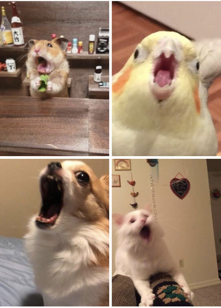 four different pictures of a dog and a cat with their mouths open, one is yawning while the other has its mouth open