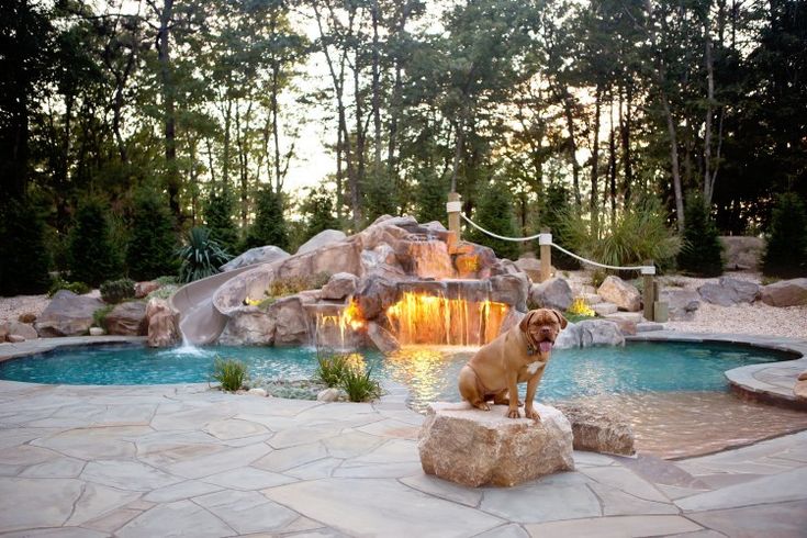 a dog is sitting on a rock in front of a pool with waterfall and lights