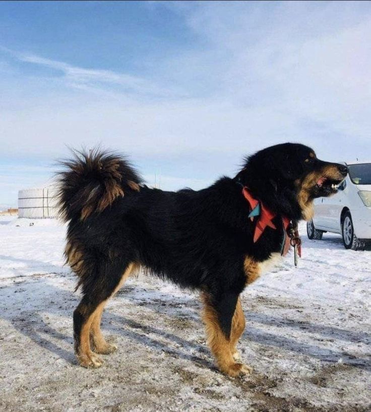 a large black and brown dog standing in the snow