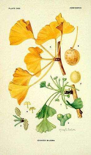 an illustration of the flowers and leaves of ginko biloba, from'plantas de arizona '