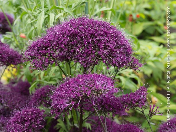 purple flowers are growing in the garden