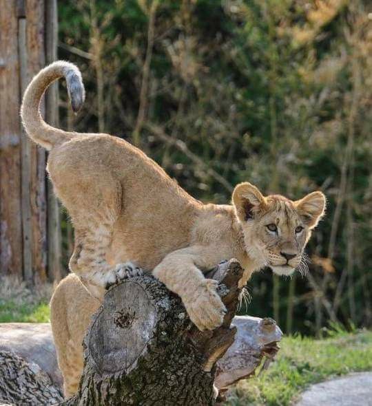 a lion cub standing on top of a tree stump