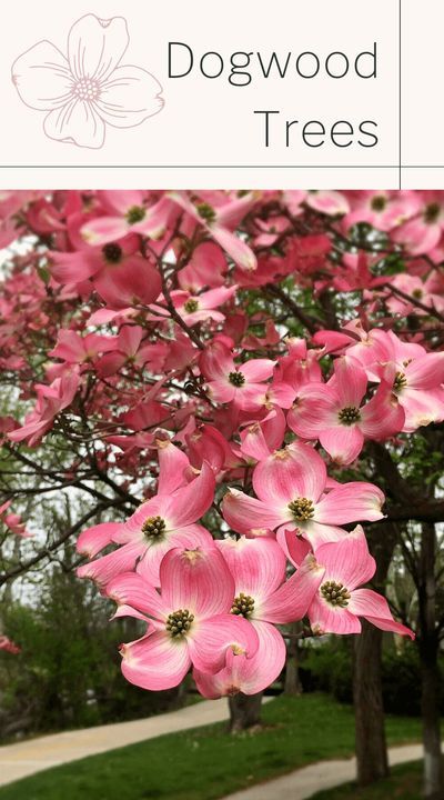 pink dogwood trees in bloom with the words,'dogswood trees'above them