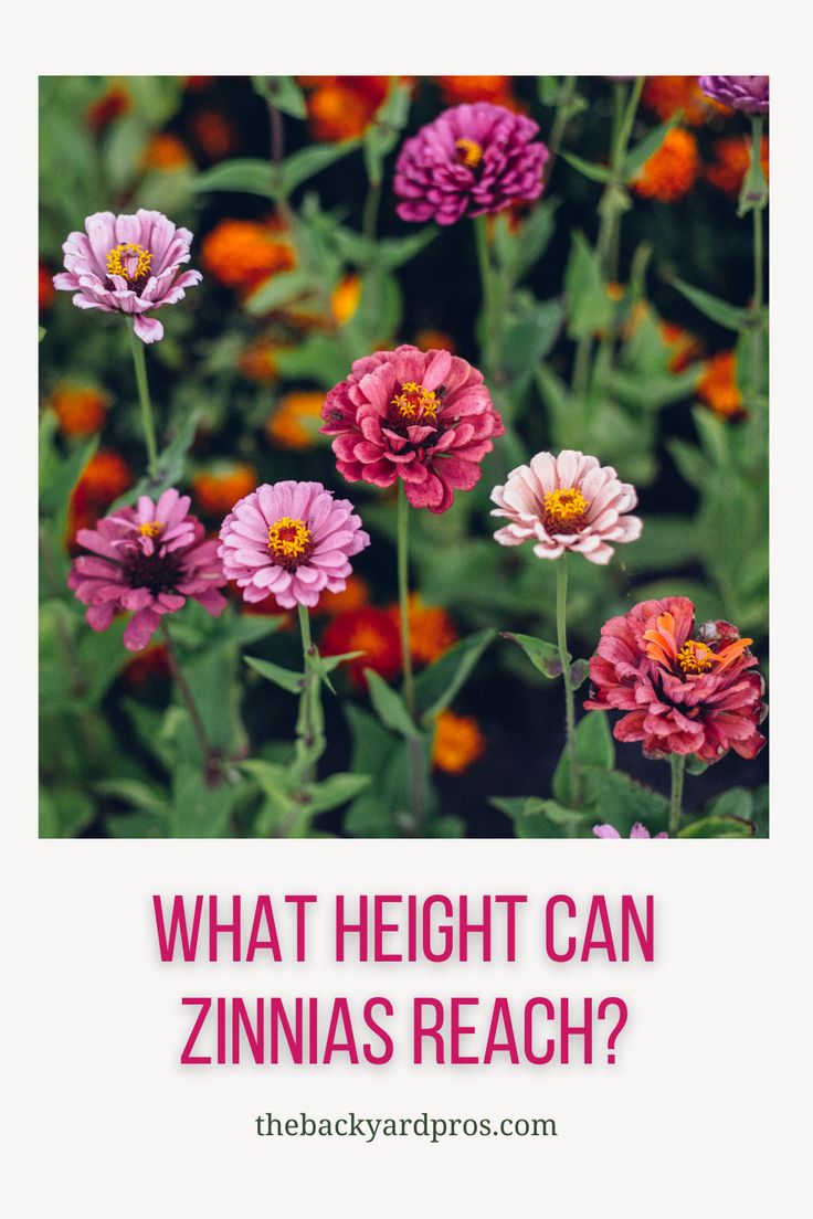 flowers with the words what height can zinnas reach?