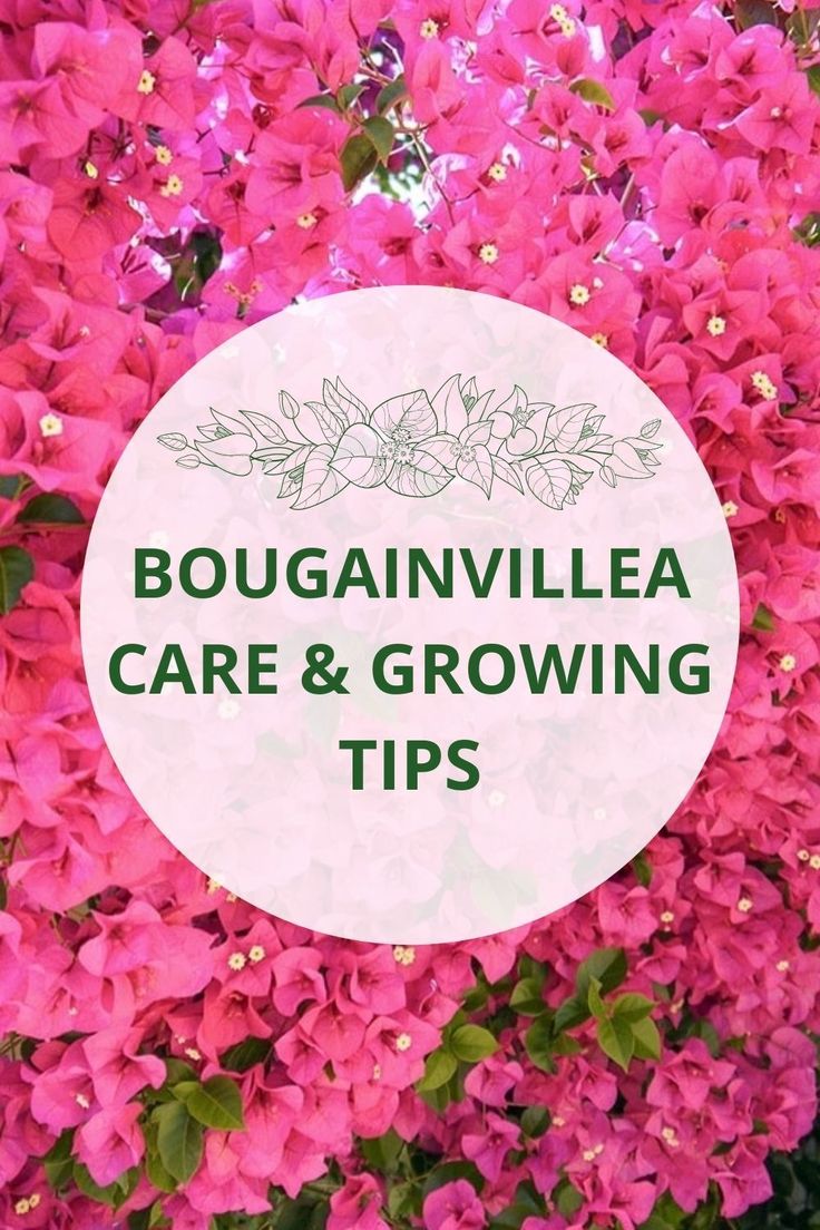 the words bougainvillea care and growing tips in front of purple flowers