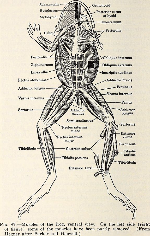 an old diagram of the muscles and their functions