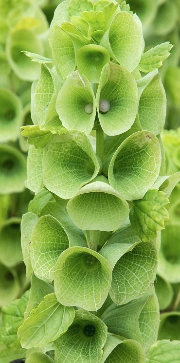 green leaves with water drops on them