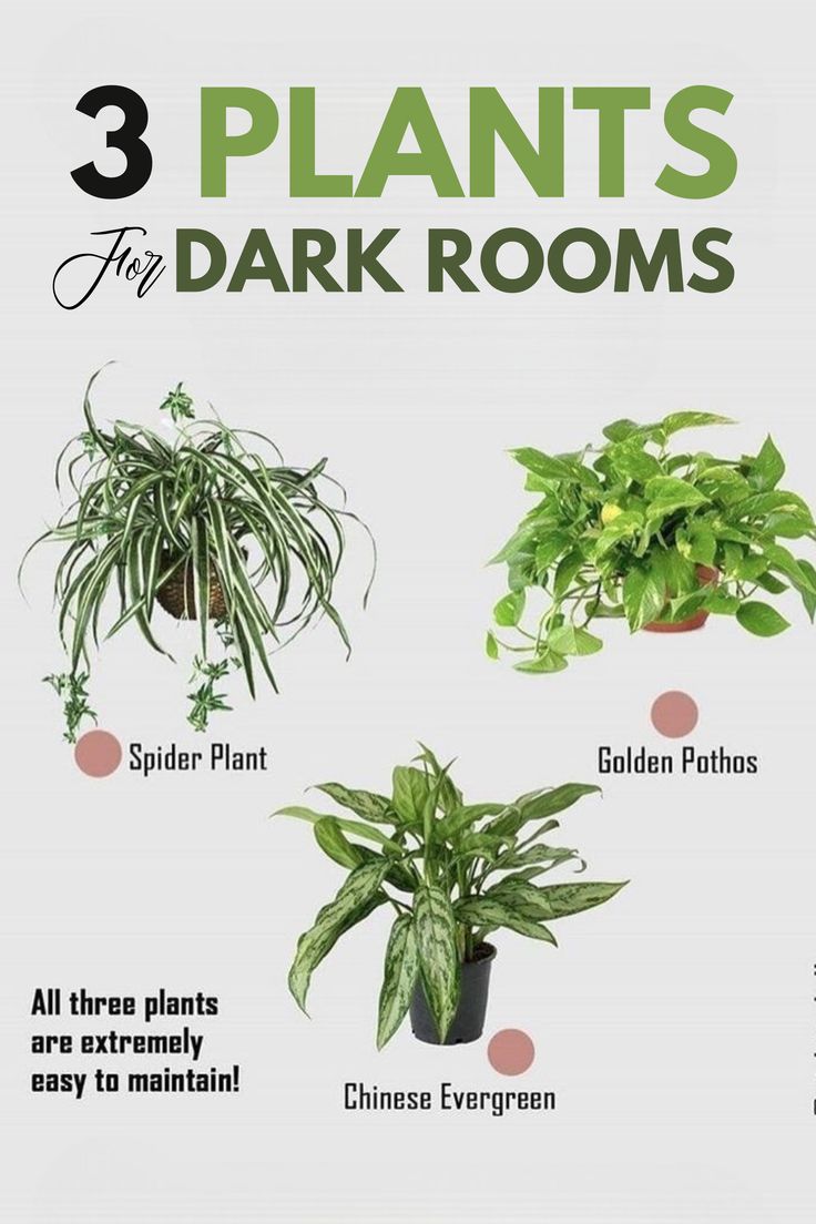 there are three plants that can be found in the dark rooms, and one is labeled with