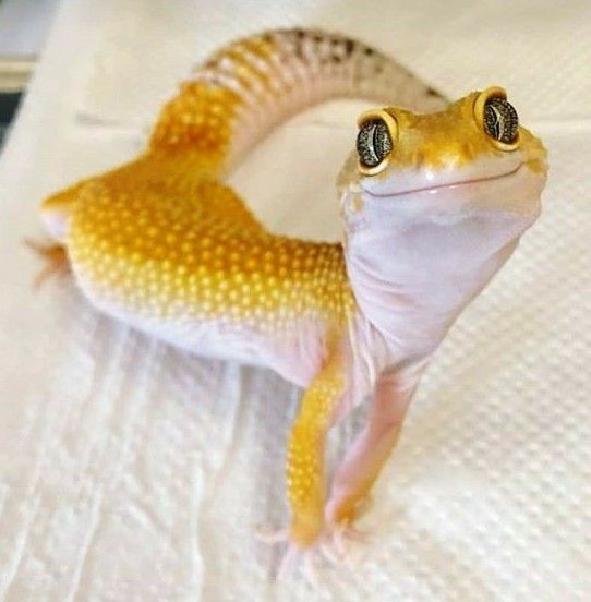 a yellow and white gecko sitting on top of a bed