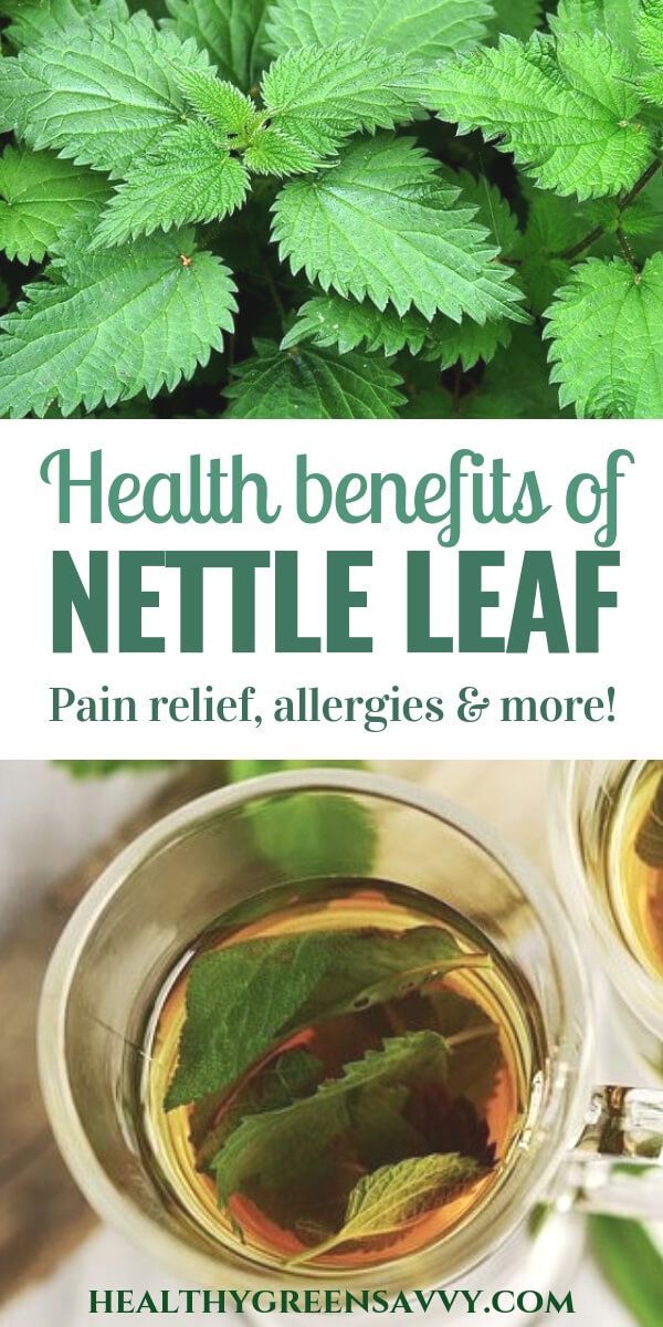 Benefits Of Nettle, Foraging Plants, Medicinal Gardening, Nettle Leaf Tea, Nettle Tea, Herbal Benefits, Nettle Leaf, Tomato Nutrition, Calendula Benefits