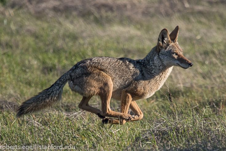 a gray wolf running in the grass with it's front paws on its hind legs