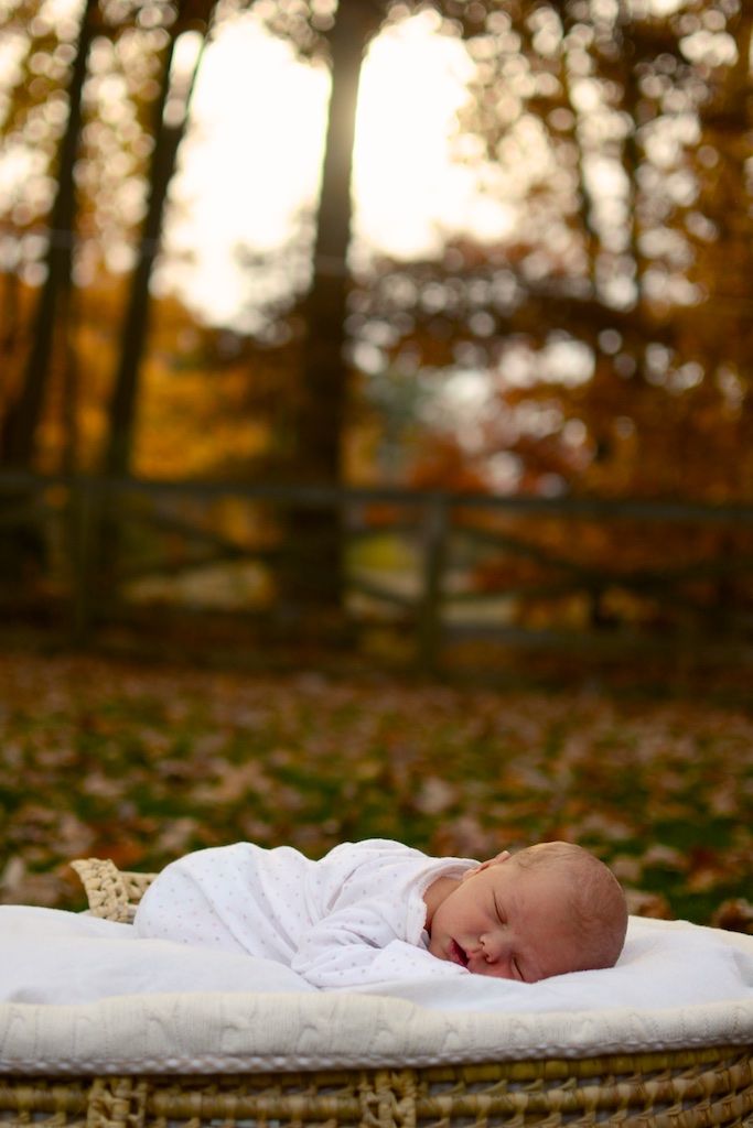 a baby is laying in a basket on the ground with autumn leaves around him and trees behind it