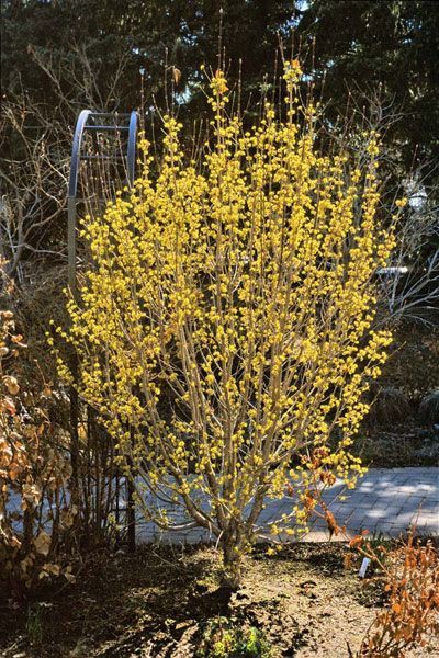 a yellow tree in the middle of a yard