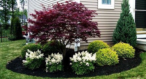 a small tree in the middle of a flower bed next to a house with bushes