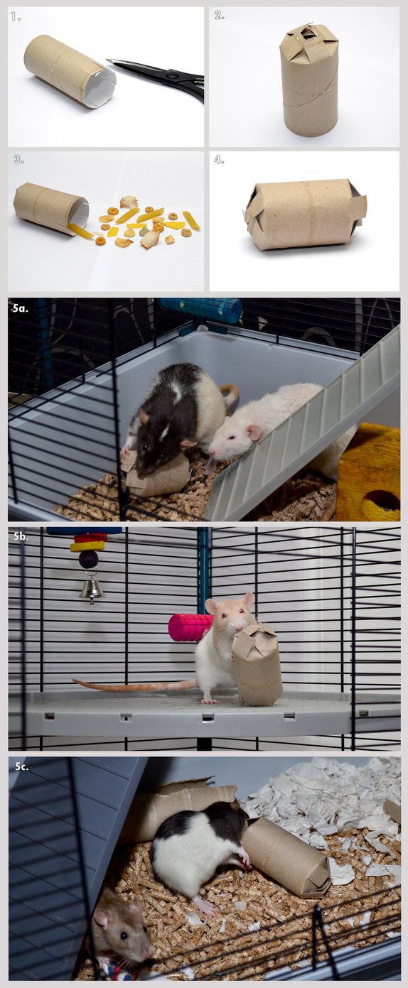 several pictures showing different types of animals in their cages, including hamsters and gerbils