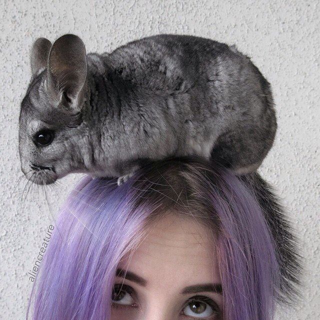 a cat sitting on top of a woman's head while she has purple hair