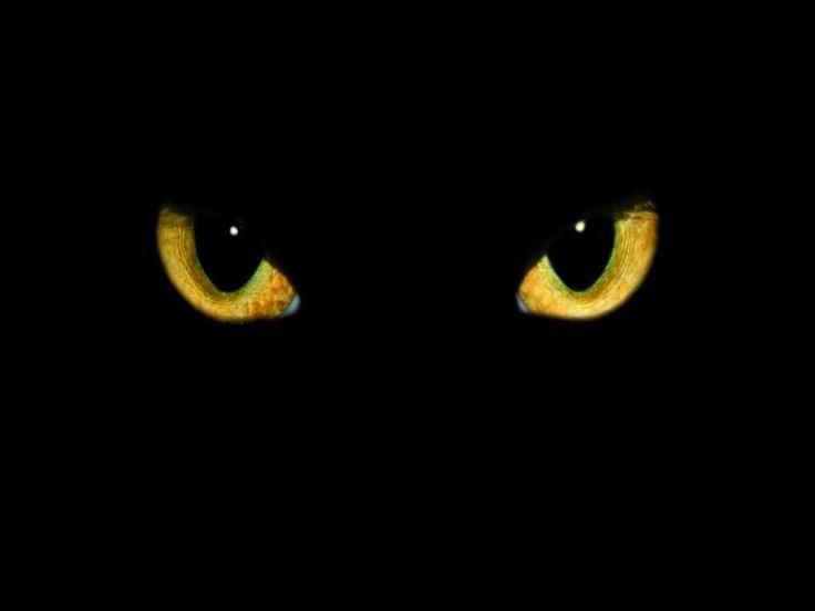 the yellow cat's eyes glow brightly in the dark