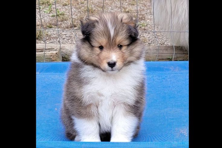 a puppy sitting on top of a blue mat