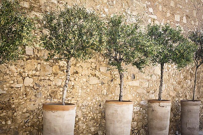 four cement planters with trees in them against a stone wall