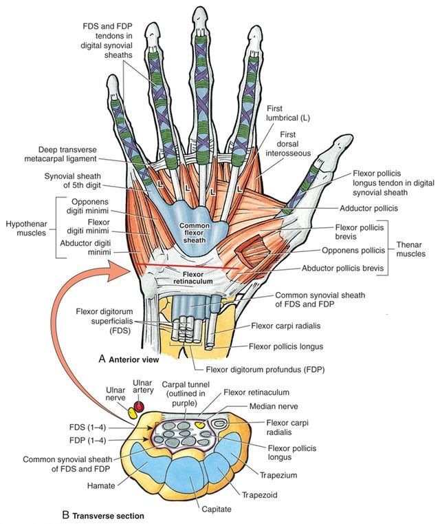 the anatomy of the hand and wrist