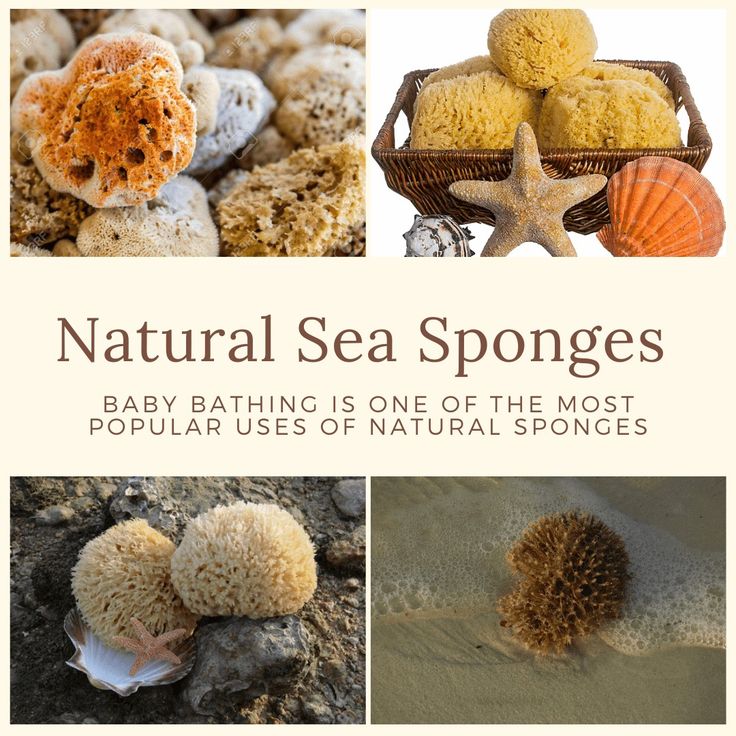 the cover of natural sea sponges baby bathing is one of the most popular uses of natural sponges