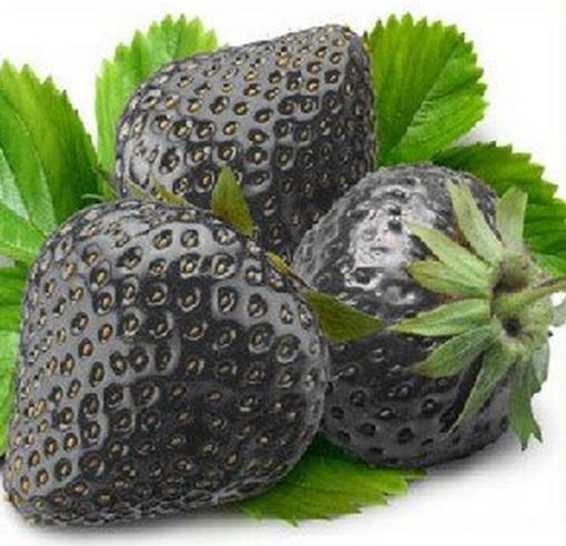 three black strawberries with green leaves on white background