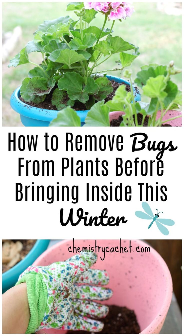 some plants that have been placed in a flower pot with the words how to remove bugs from