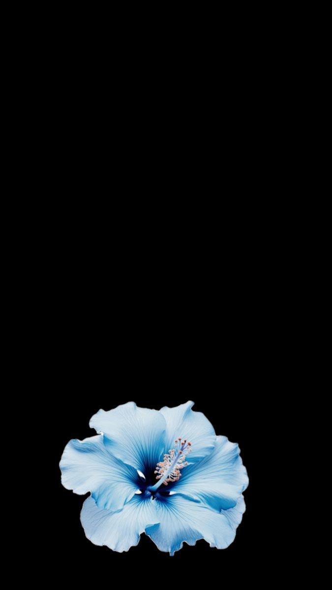 Hibiscus Flowers Black Background, Cute Summer Wallpapers, Blue Hibiscus, Wallpaper Iphone Summer, Black Background Wallpaper, Flower Iphone Wallpaper, Iphone Wallpaper Photos, Matching Wallpaper, Hibiscus Flower