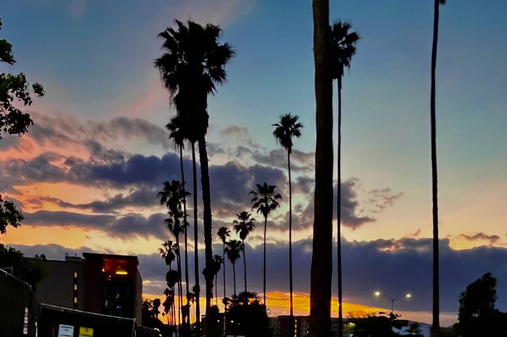 palm trees line the street as the sun sets