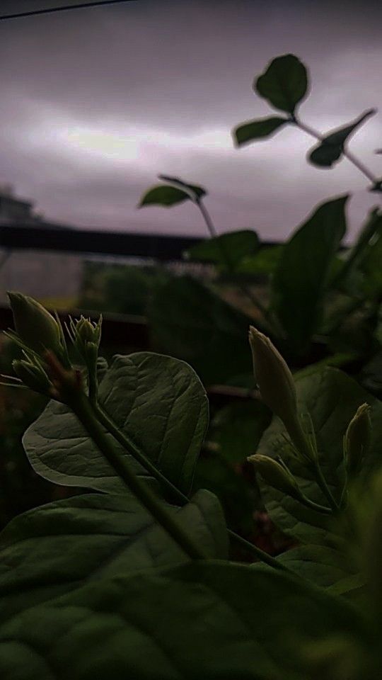 some green leaves are in the foreground with a building in the background