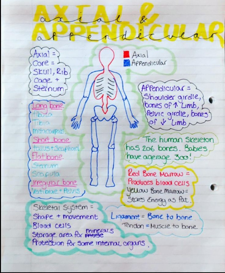 a hand drawn diagram of the human body with words and pictures on it, including an x - ray and appendcular