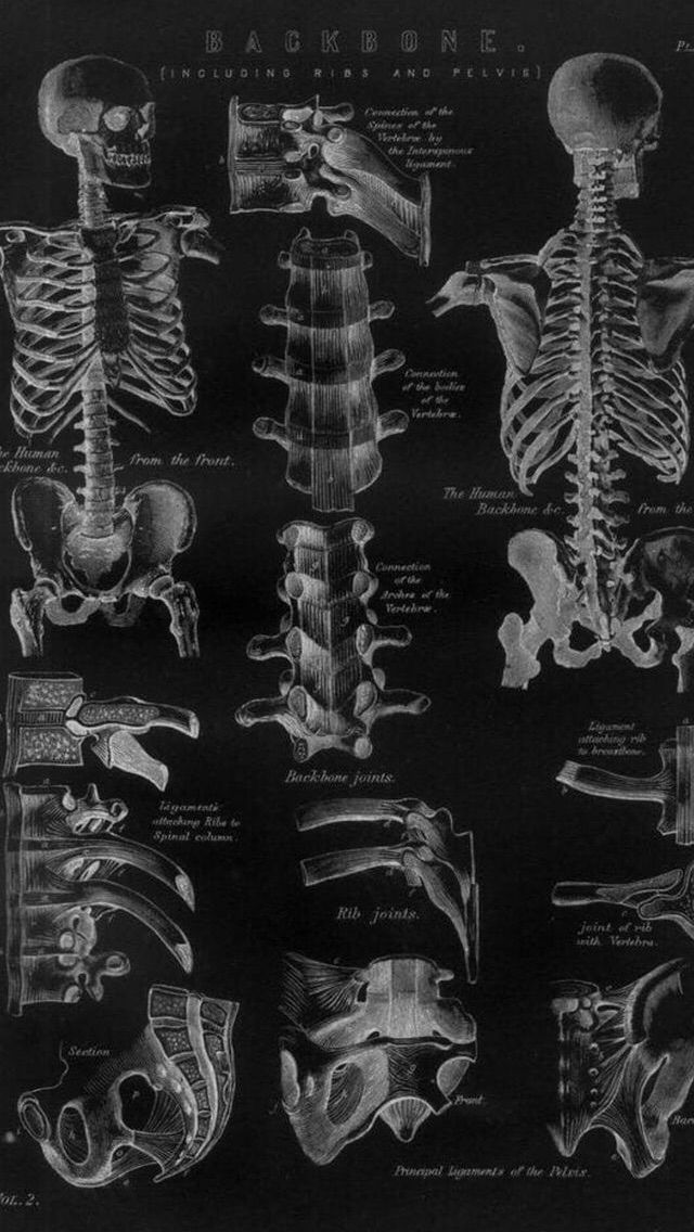 an old black and white diagram of the human skeleton