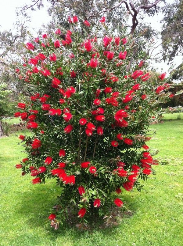 a bush full of red flowers in the grass