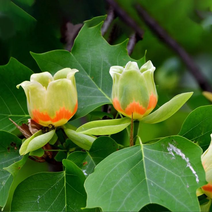 the flowers are blooming on the green leaves