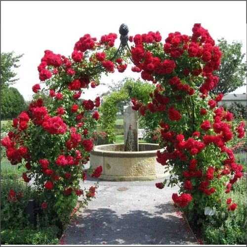 red roses are growing around a fountain in a garden