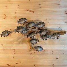 several dead fish on a wooden surface