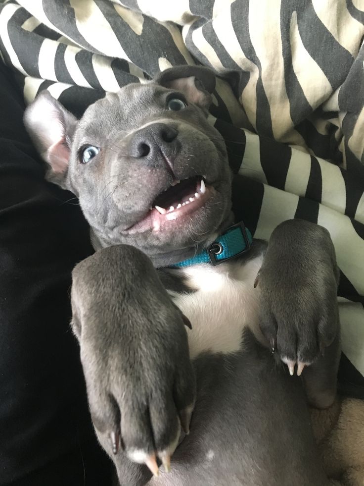 a dog laying on top of a couch with its paws in the air and looking up