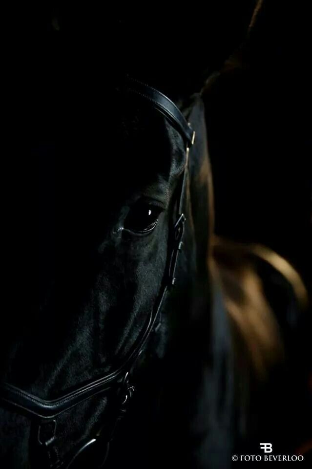 a close up of a black horse in the dark