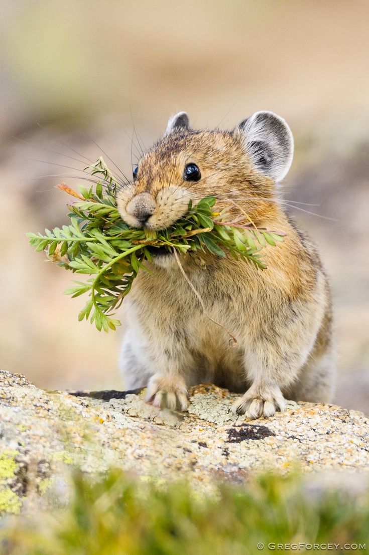 a small rodent eating grass on top of a rocky surface with it's mouth open