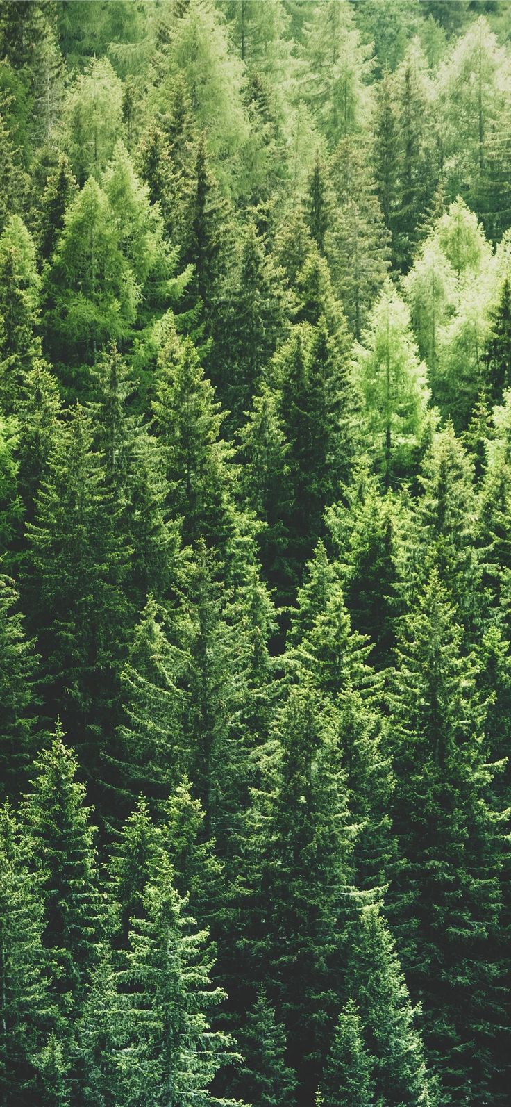 a forest filled with lots of tall green trees next to eachother on the side of a hill