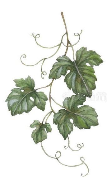 watercolor painting of green leaves and vines on white background royalty illustration for design or wallpaper