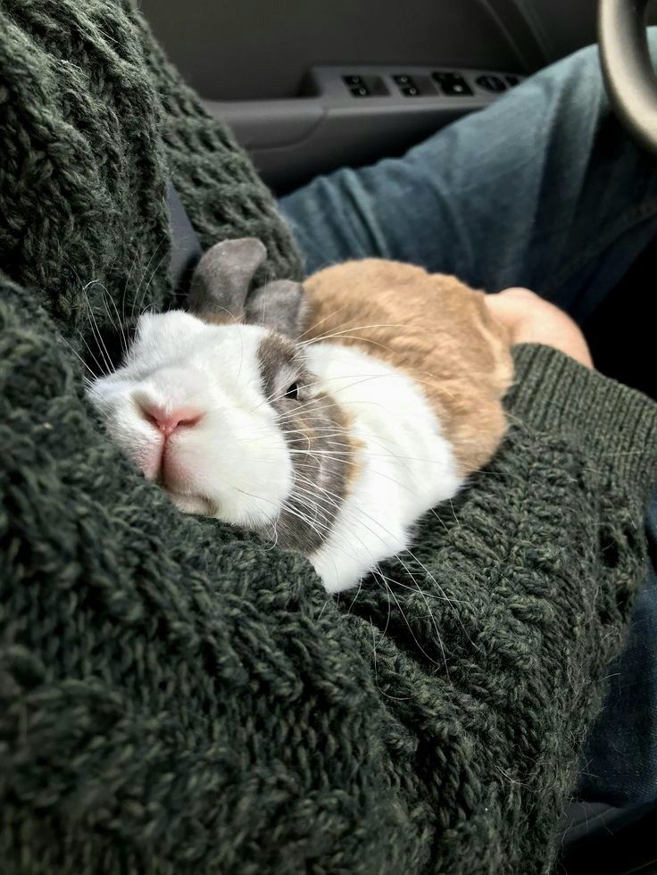 a rabbit is curled up in the arm of someone's car while they are sleeping