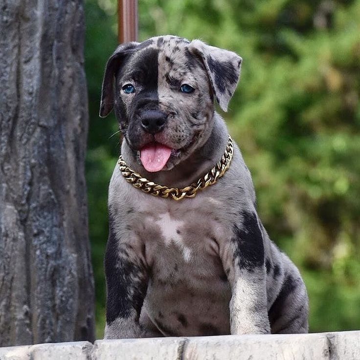 a black and white dog sitting on top of a wooden bench next to a tree