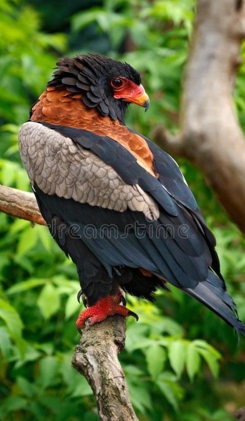 a large bird sitting on top of a tree branch