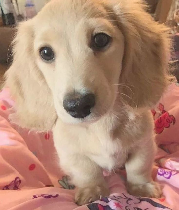 a small dog sitting on top of a pink blanket